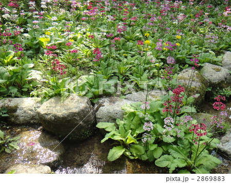 九十九谷森林公園のクリンソウ 2869883