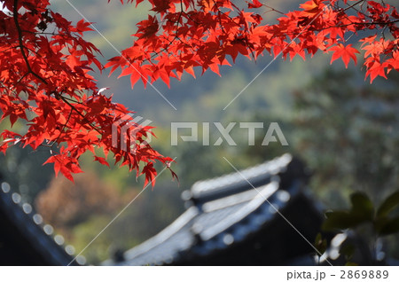紅葉の中の本堂 2869889