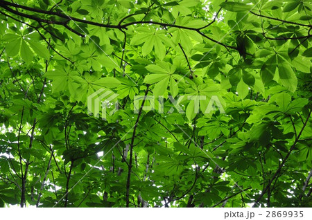 栃の木 2869935
