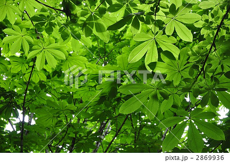 栃の木 2869936
