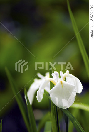 平安神宮　神苑　花菖蒲 2870250