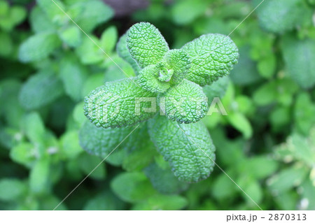 ハーブ ハーブ 2870313