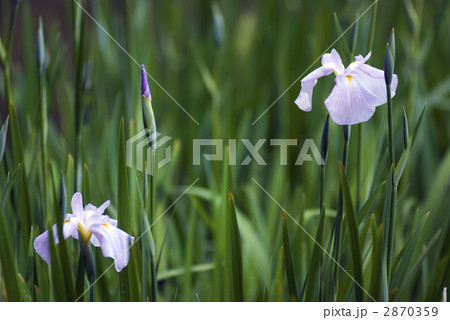 平安神宮　神苑　花菖蒲 2870359