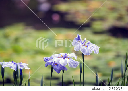 平安神宮 神苑 花菖蒲 平安神宮 神苑 花菖蒲 2870374