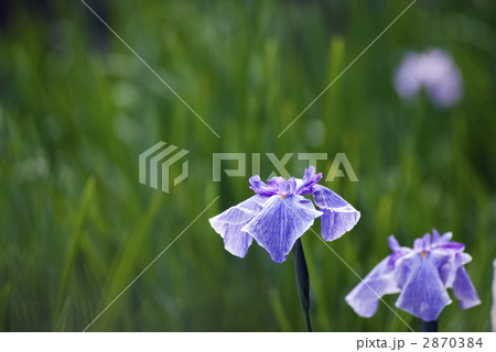 平安神宮 神苑 花菖蒲 平安神宮 神苑 花菖蒲 2870384