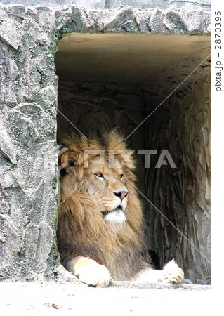 ライオン 2870396