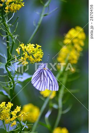 吸蜜するスジグロシロチョウ 2870456