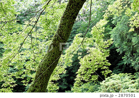 若葉と新緑のモミジの木の幹に着生する苔とマメヅタ  2870501