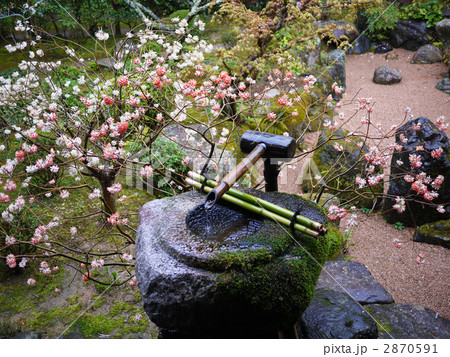 京都 大原 宝泉院 盤桓園 アカバナミツマタと水琴窟 2870591