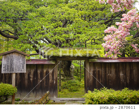 京都 大原 宝泉院のゴヨウマツ 2870611