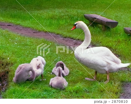 毛づくろいの練習(別カット) 2870810