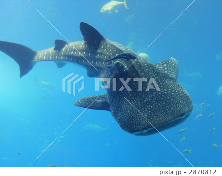 ジンベイザメ ジンベイザメ 2870812