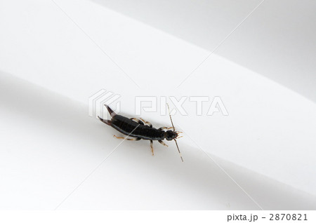 ハサミムシ ハサミムシ 2870821