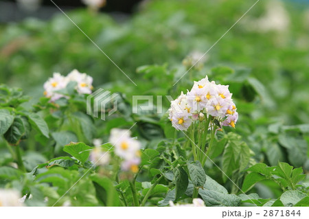 ジャガイモの花 2871844