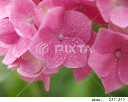 雨上がりの紫陽花 2871860