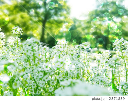白い花とシャボン玉 2871889