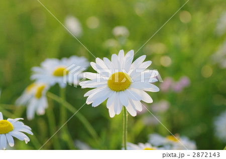 マーガレット畑 2872143