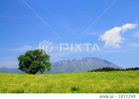 小岩井農場の一本桜と岩手山 小岩井農場の一本桜と岩手山 2872249