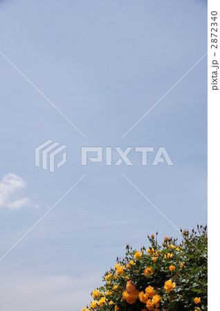 さかき千曲川バラ公園 2872340