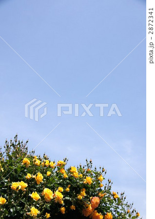 さかき千曲川バラ公園 2872341