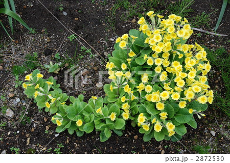 プリムラ プリムラ 2872530