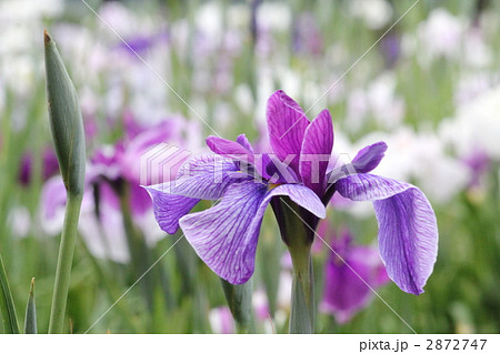 あやめの花 2872747