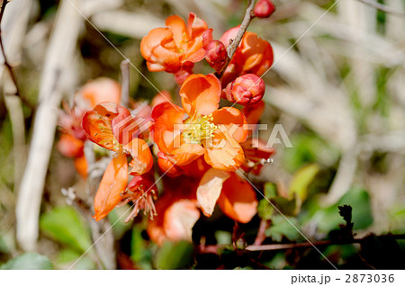 クサボケ クサボケ 2873036