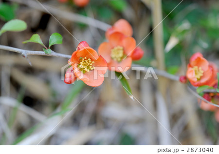 クサボケ 2873040