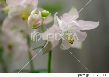 オダマキ 2873041