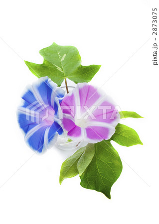 二色の朝顔 二色の朝顔 2873075