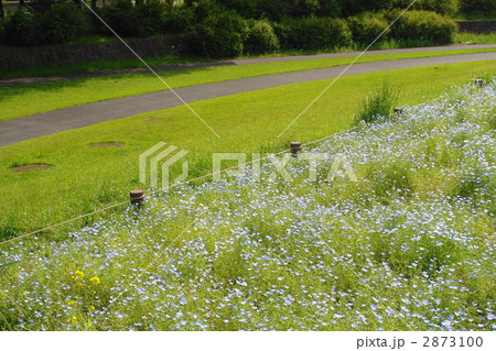 5月　ネモフィラ・ハゼリソウ科34 2873100