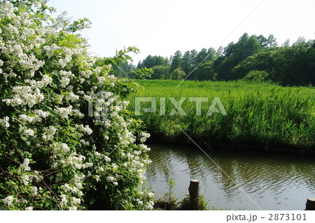 5月　ノイバラ・バラ科05 2873101