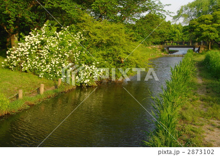 5月 ノイバラ・バラ科06 5月 ノイバラ・バラ科06 2873102