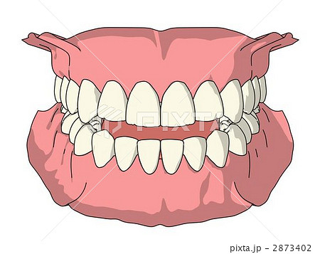 永久歯列のイラスト素材