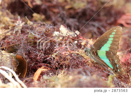 天草にアオスジアゲハ 2873563