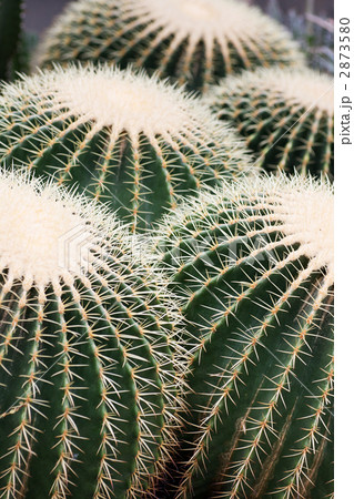 サボテン 2873580