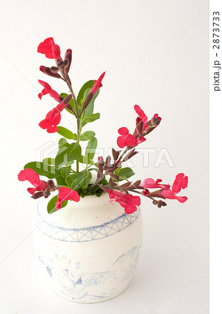 アンティークの壷とチェリーセージ 2873733