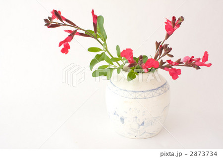 アンティークの壷とチェリーセージ 2873734