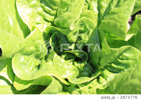サラダ菜 2873776