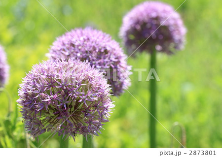 ギガンチウム 2873801