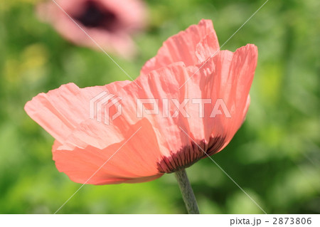 オニゲシ オニゲシ 2873806