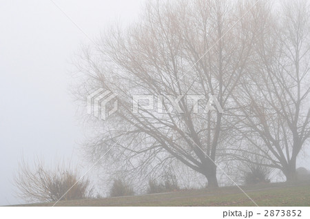 濃霧の公園　 2873852