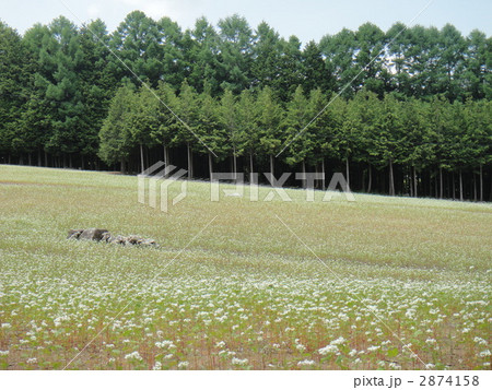 下條村のそば栽培 2874158