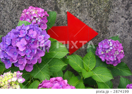 西洋紫陽花と赤い矢印 2874199
