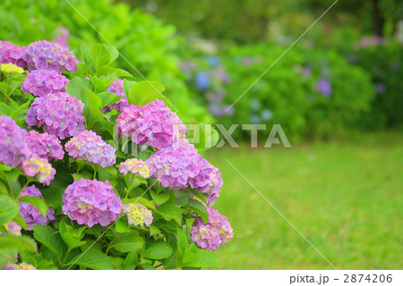 赤紫の西洋アジサイのある風景 2874206