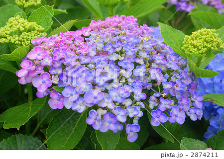 ウズアジサイの写真素材