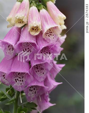 ジギタリスの花 ジギタリスの花 2874383