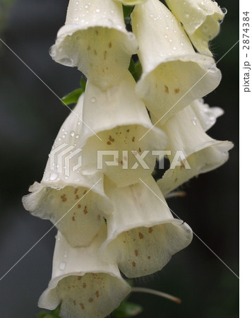 ジギタリスの花 ジギタリスの花 2874384