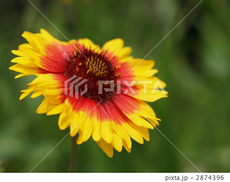 テンニンギクの花 2874396