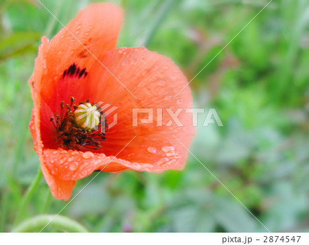 雨上がりのポピー 2874547